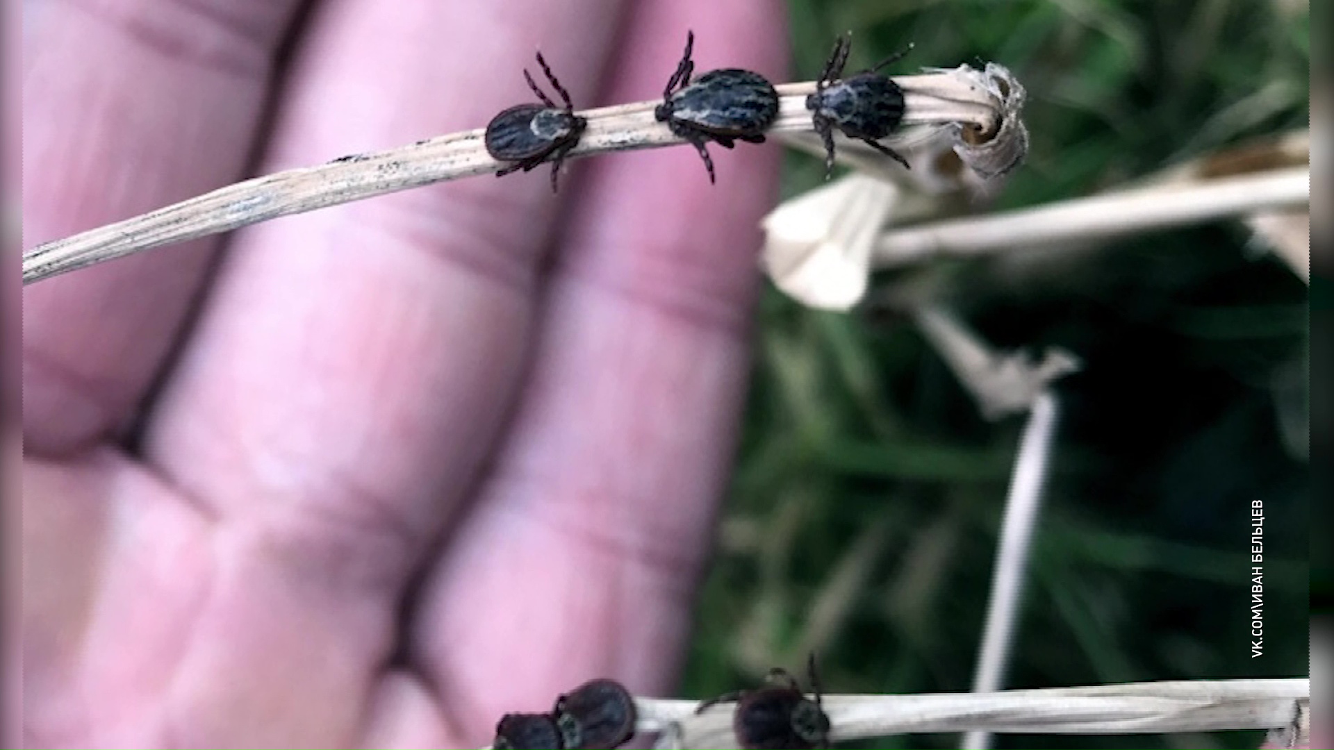 В Ярославле началась атака клещей