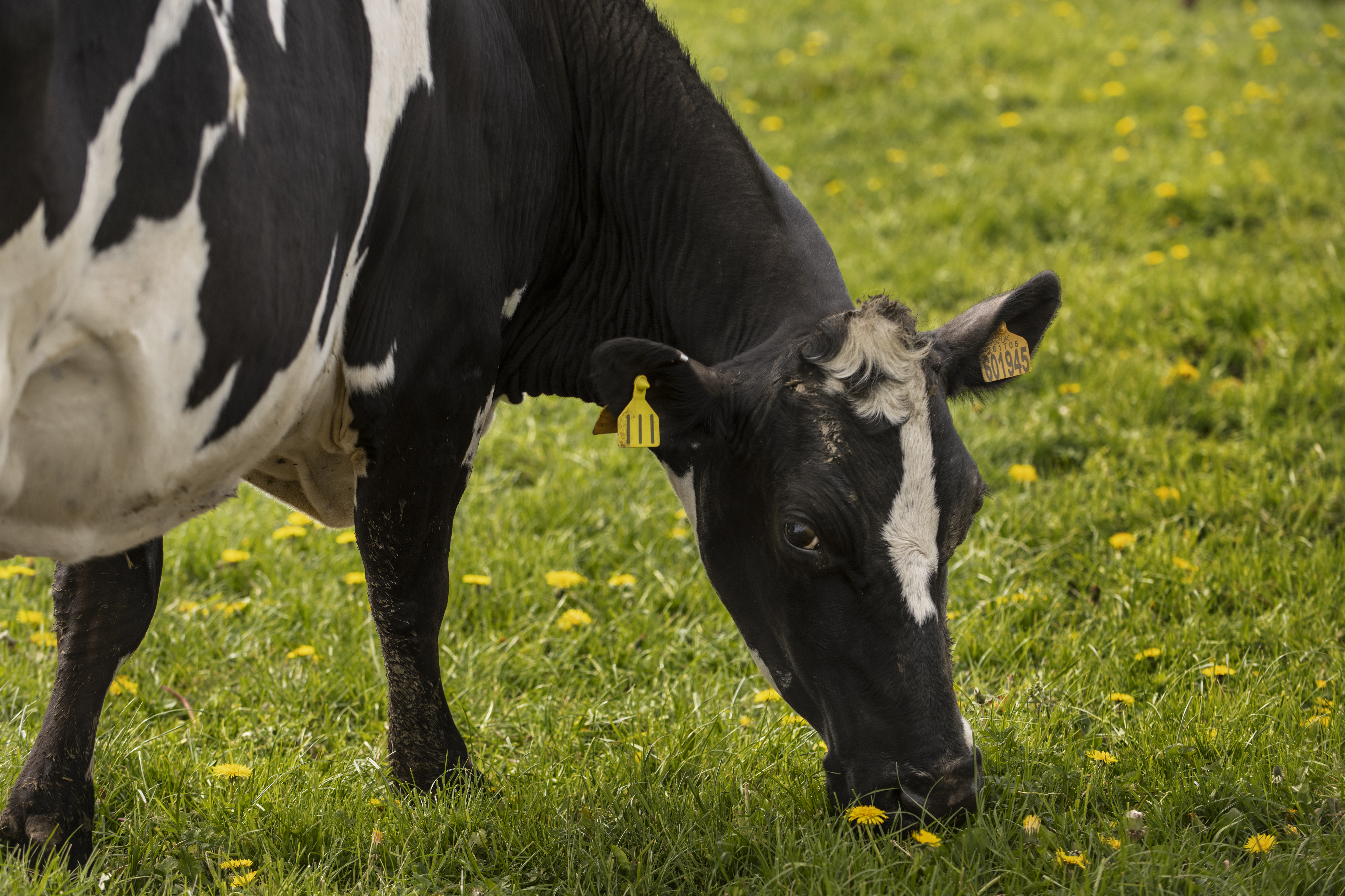 В Ярославской области до середины декабря ввели карантин в связи с лейкозом коров