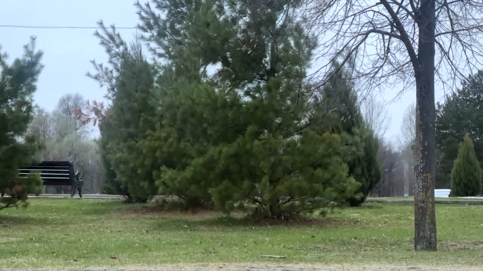 В МЧС по Ярославской области выпустили экстренное предупреждение о сильном ветре