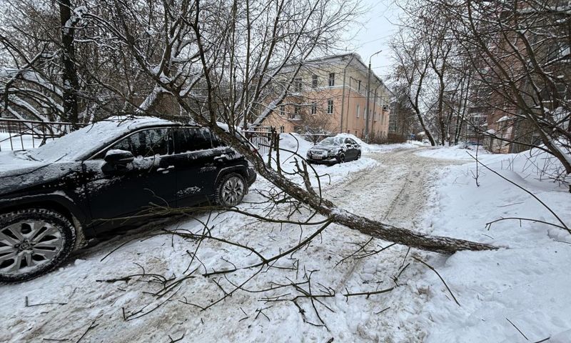 В Ярославле после падения дерева пострадала иномарка