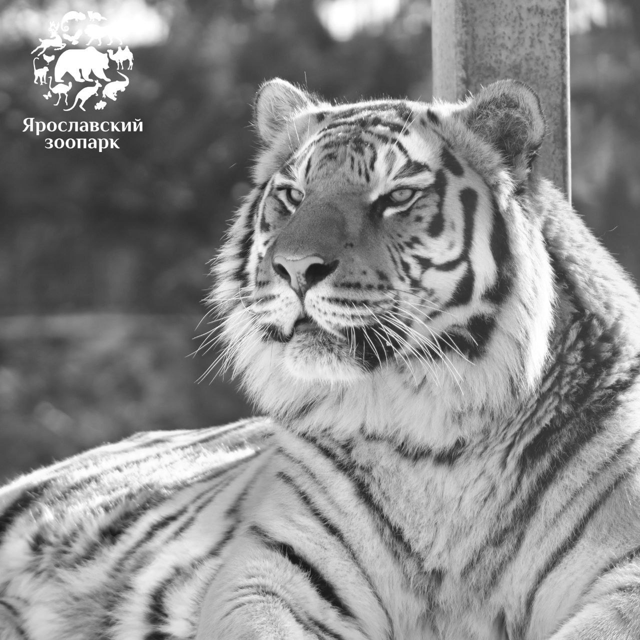 В Ярославском зоопарке умер тигр Тамерлан
