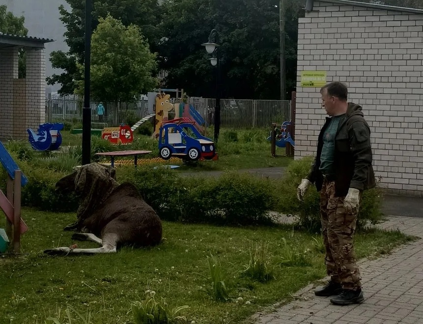 В Заволжском районе Ярославля в детский сад пришел лось