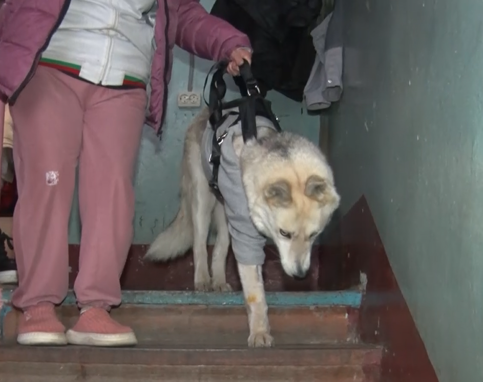 Прошла 500 метров на трех лапах: раскрыты подробности происшествия с собакой в Переславле