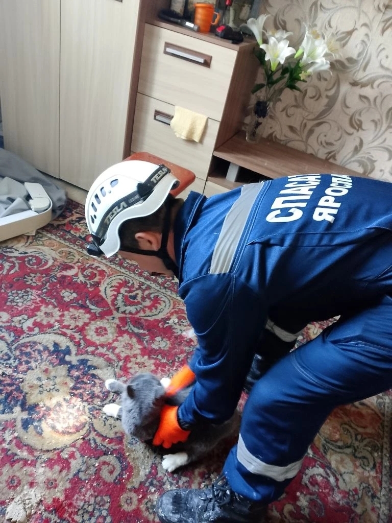 Забилась от испуга под диван: спасатели нашли кошку в квартире горевшего дома на улице Стачек