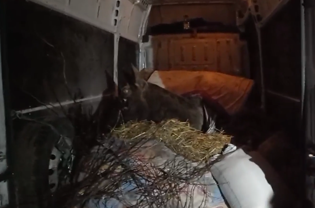 Спасенный в Ярославской области лось скончался в реабилитационном центре