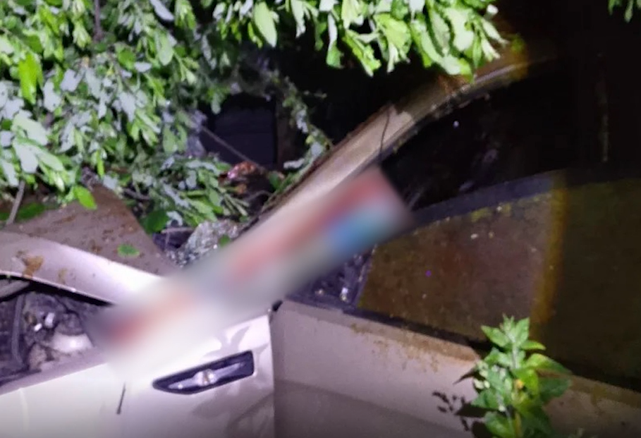 При ДТП с лосем в Ярославском округе пострадали водитель авто и пассажирка