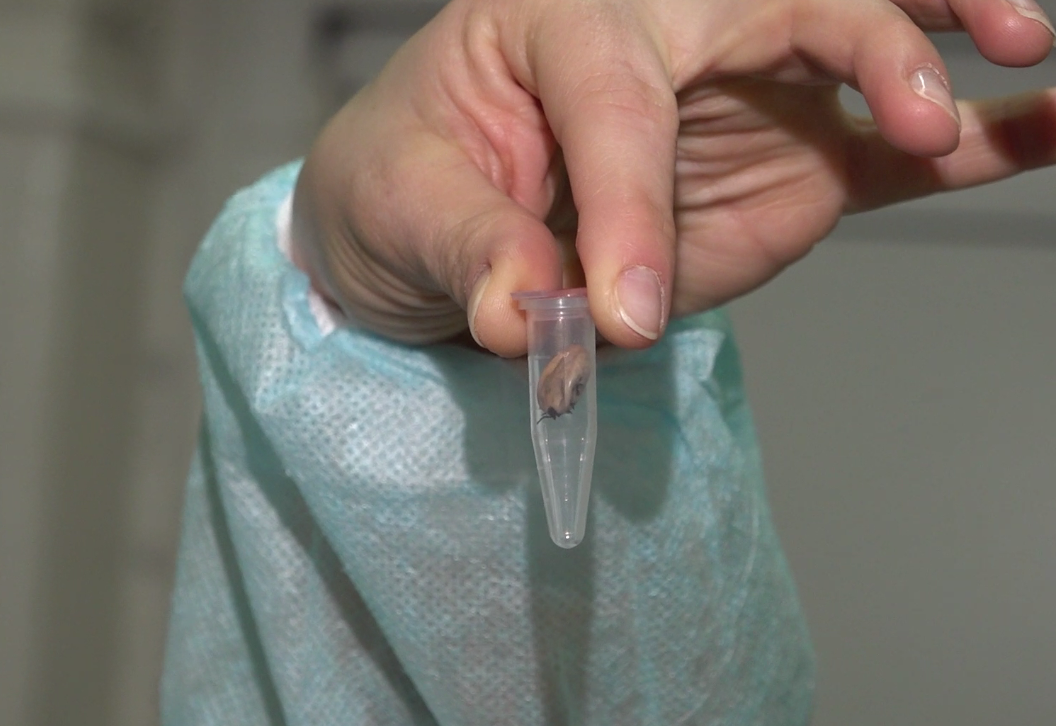 Названы два района Ярославля, где фиксируют больше всего укусов клещей