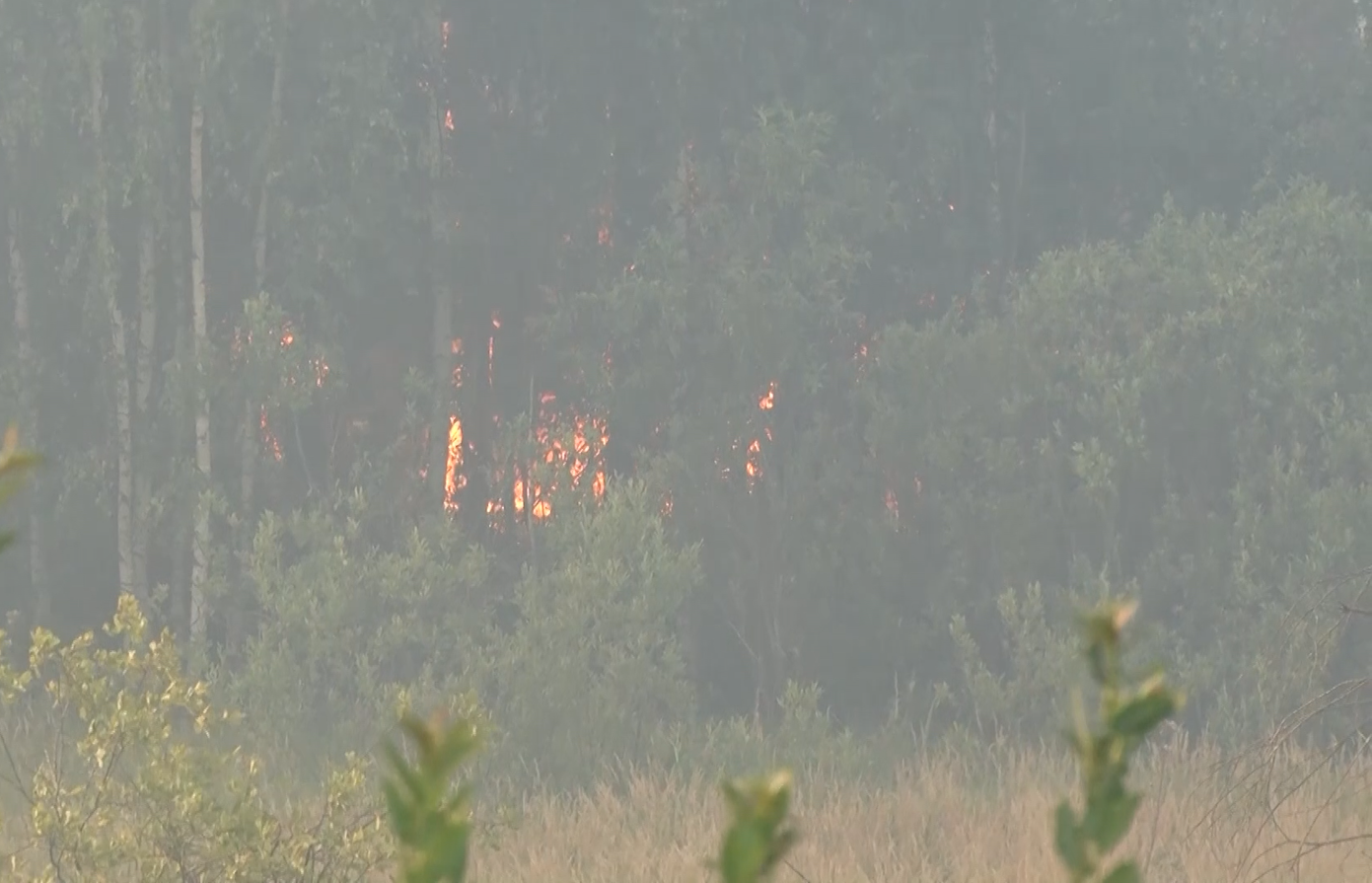 В Ярославской области за сутки больше 50 раз горела сухая трава