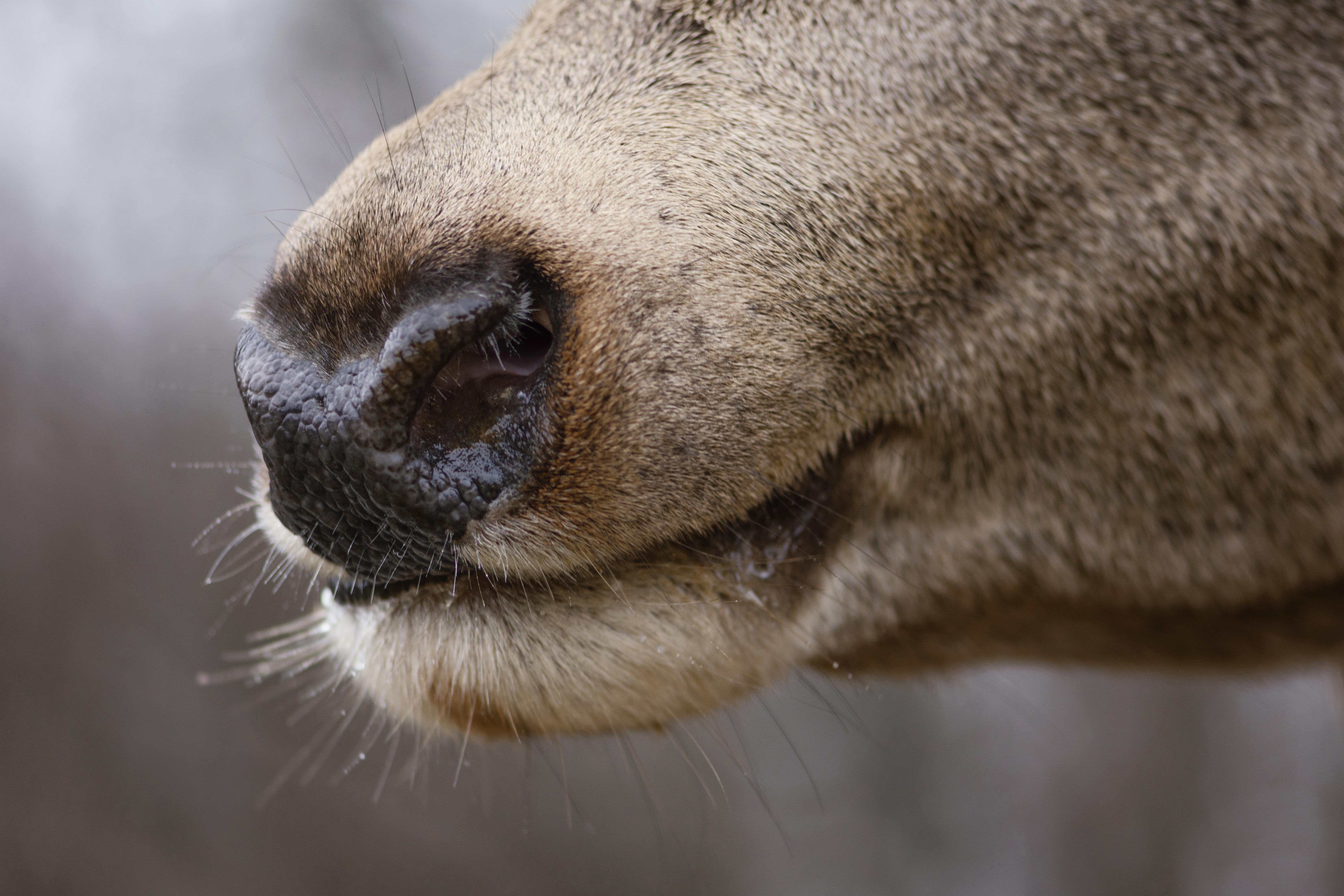 В Ярославской области выявили бешенство у трех животных