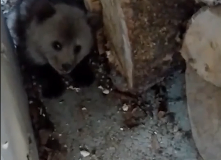 Трехмесячного мишку в одном из поселков Северной Осетии нашли местные жители