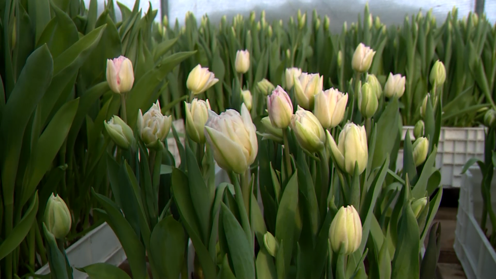 В Ярославле появятся секретные клумбы