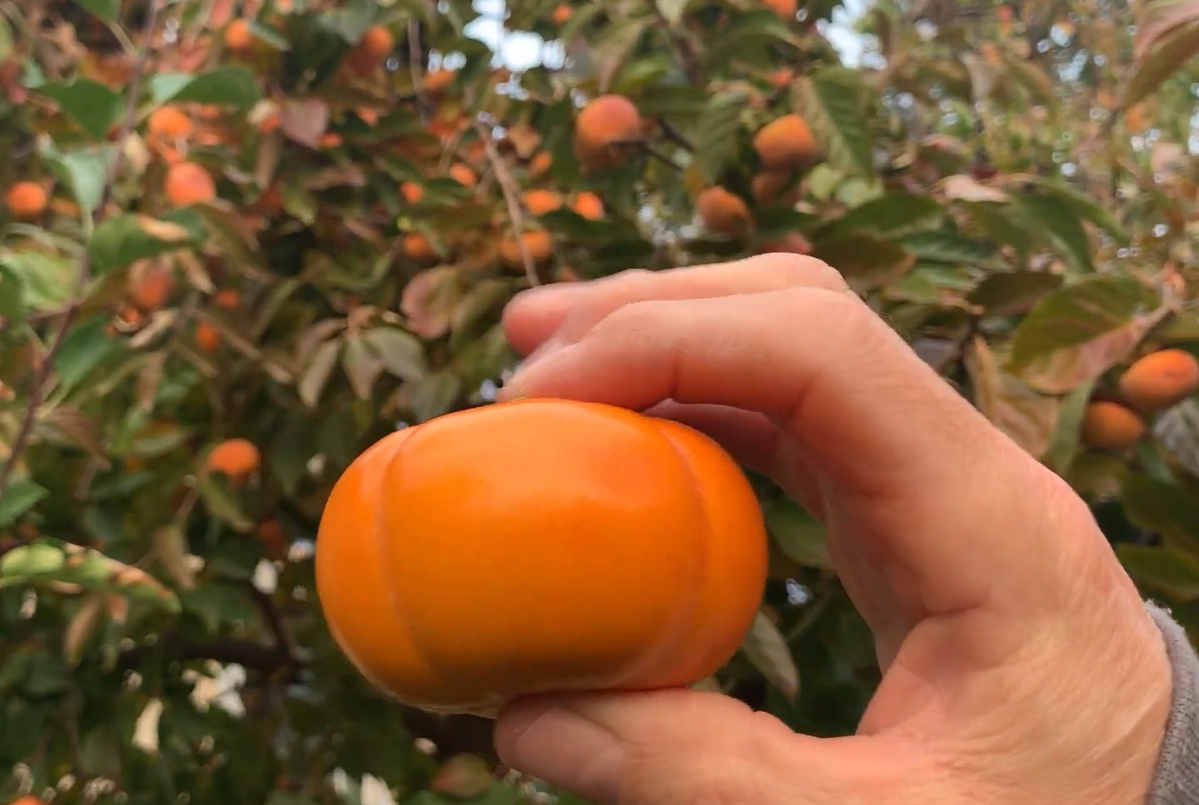 Ярославцам сообщили об утвержденном новом ГОСТе на хурму