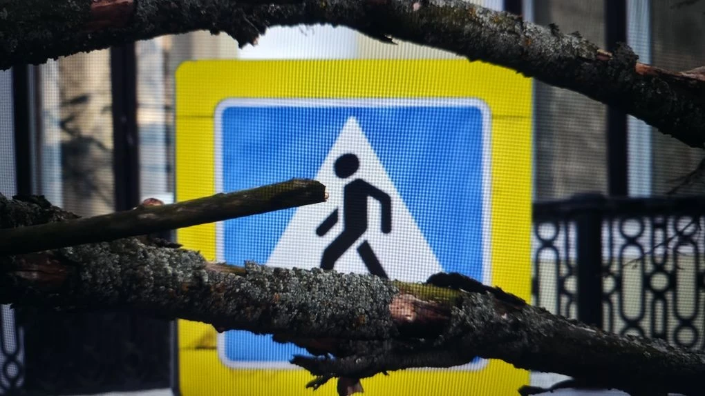 На улице Республиканской в Ярославле из-за сильного ветра упало дерево