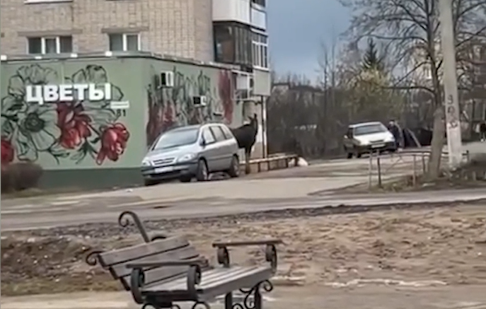 На улицах Данилова разгуливал лось