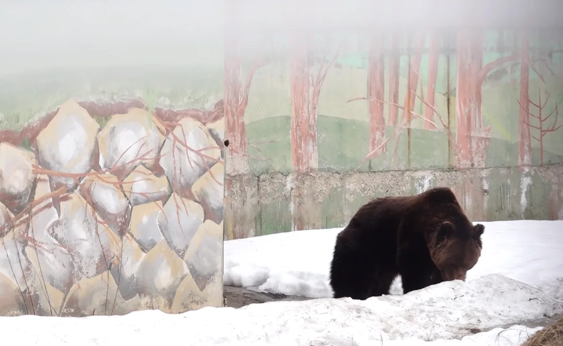 Ежики не вышли на улицу, а у медведей диета: животные Ярославского зоопарка просыпаются после спячки