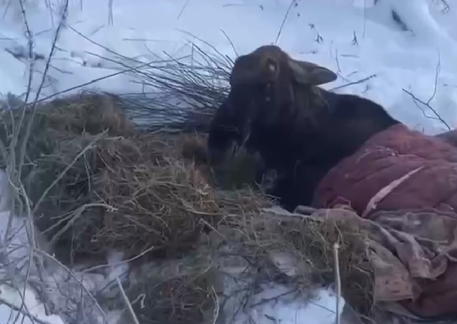 Провалившегося под лед лося в Некоузском округе осмотрел врач