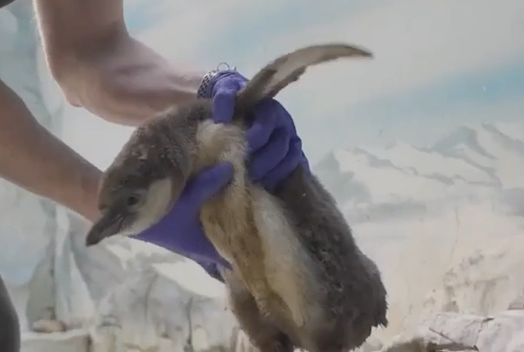 В Московском зоопарке на свет появились на свет перуанские пингвинята