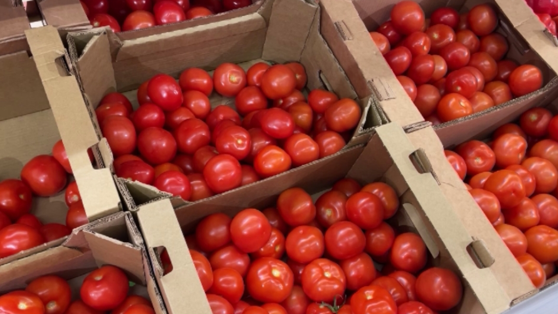 В Ярославской области и всей стране может начаться дефицит помидоров