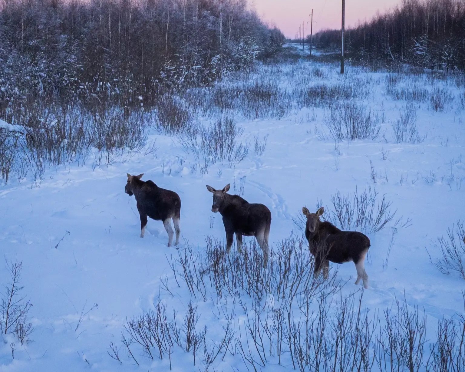1467 оленей и 5603 норки: в Ярославской области завершили подсчет животных