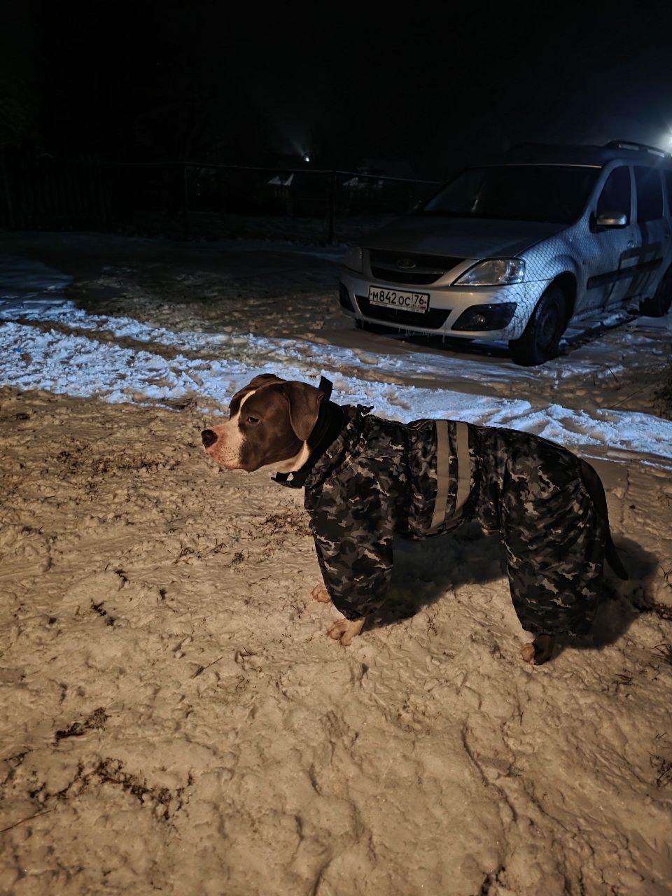 В Ярославской области с начала года ищут пропавшего стаффордширского терьера Ника