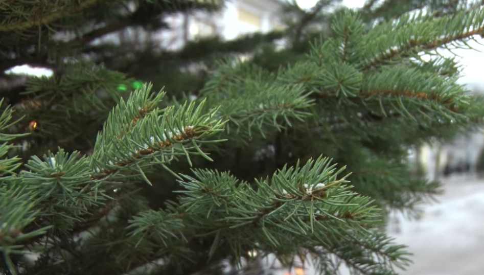 На улице Кирова в Ярославле установили живые елки