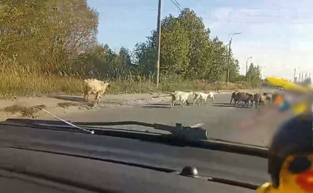 Ярославцев предупредили о «козлином нашествии» под Суринским мостом