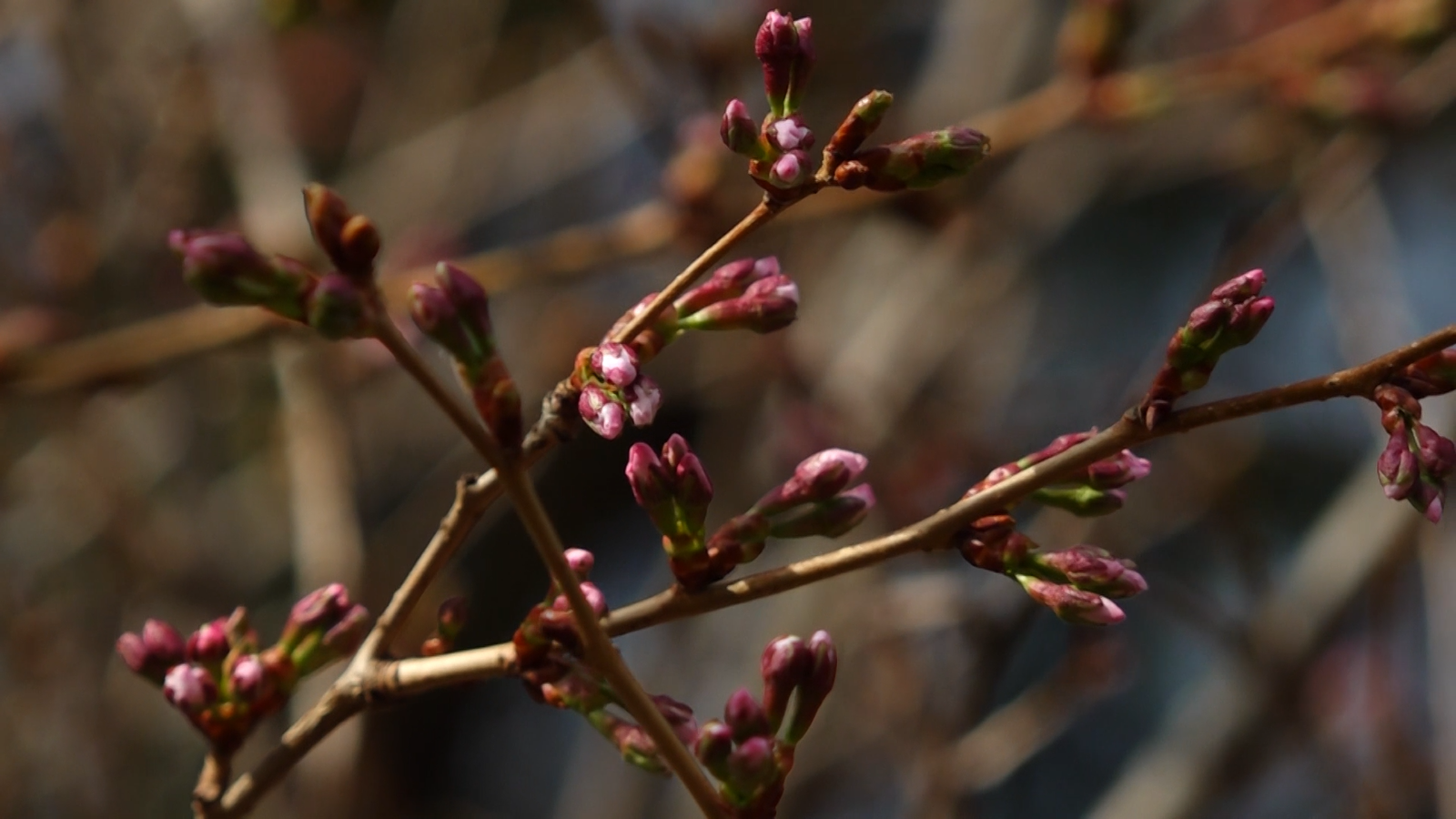 В Ярославском ботаническом саду педуниверситета зацвела Японская сакура