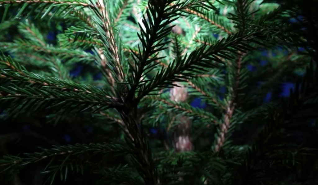 Ярославцам рассказали, как выбрать лучшую новогоднюю елку