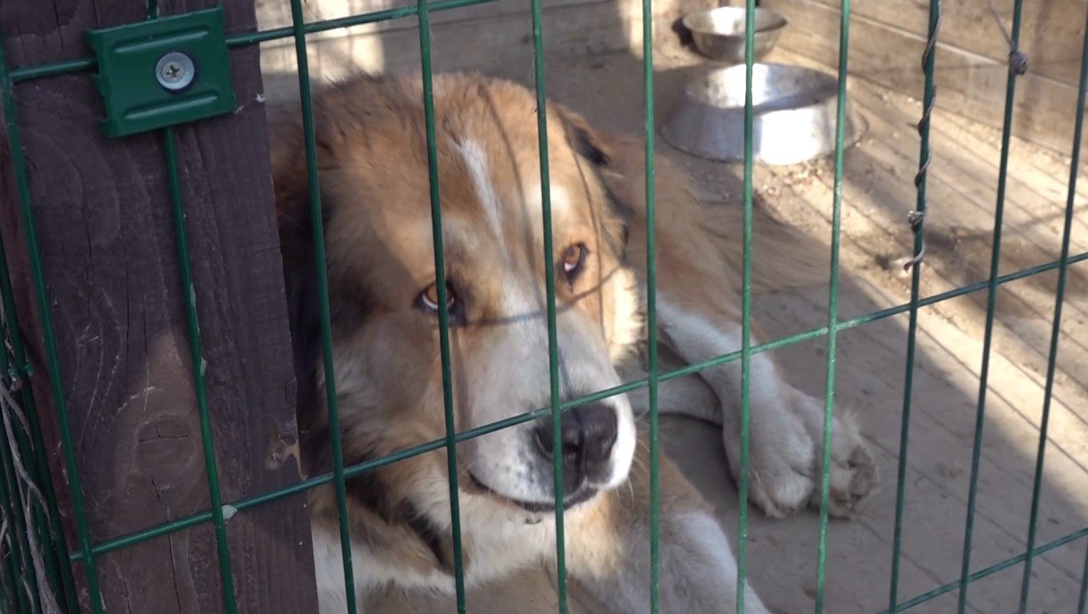 В Ярославле напуганные взрывами собаки убежали со своих дворов