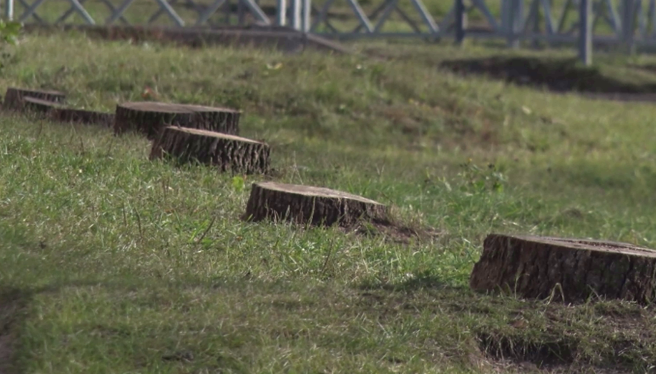 В мэрии рассказали, куда исчезли деревья в Ярославле