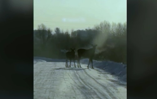 Под Даниловом заметили грациозных лосей