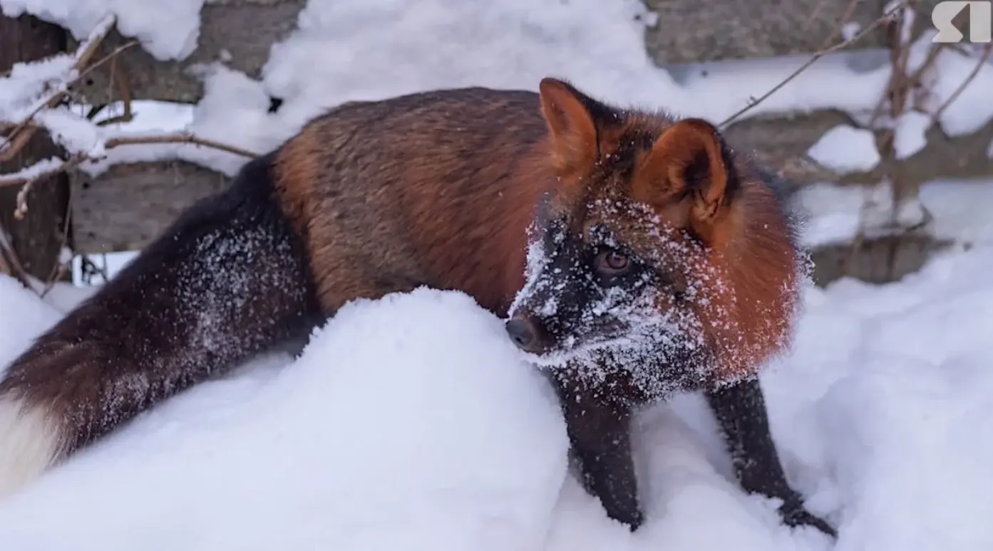 В Ярославле продолжаются поиски домашнего лиса по кличке Фоксик
