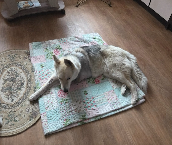 Собаку с отсеченной лапой из Переславля-Залесского забрали из больницы домой хозяева