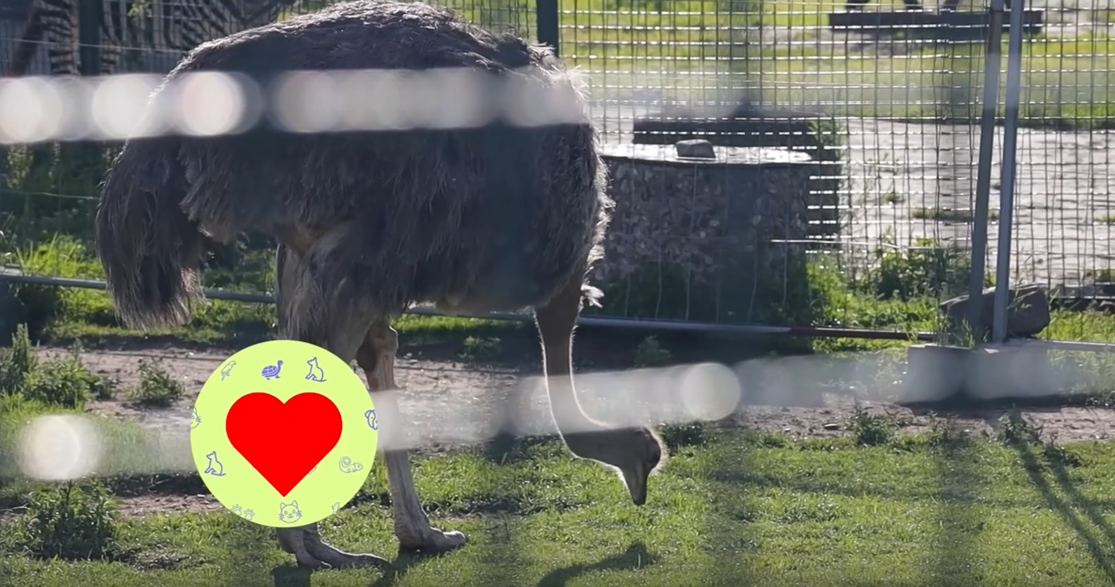 «ЯУтро». Животные. Страусы