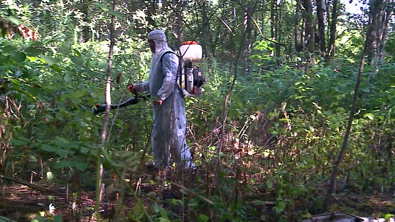 В начале лета дачников будут штрафовать за борщевик