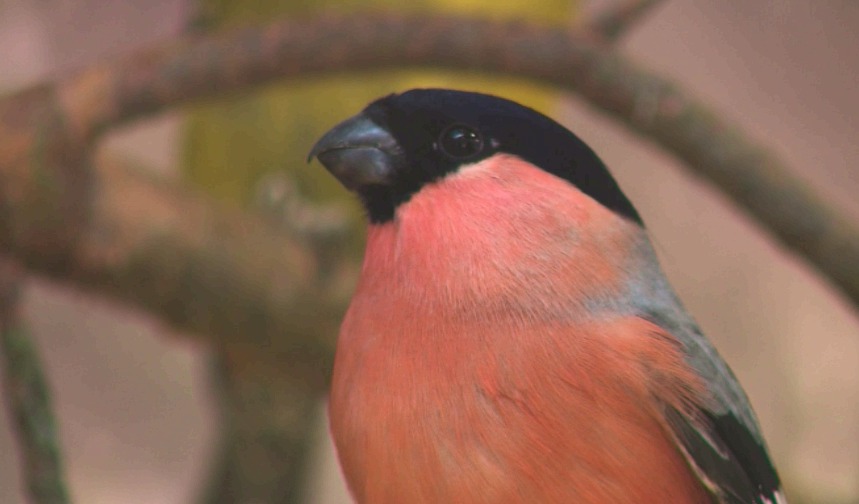 Ярославцам рассказали, как правильно поддерживать птиц в зимнюю пору