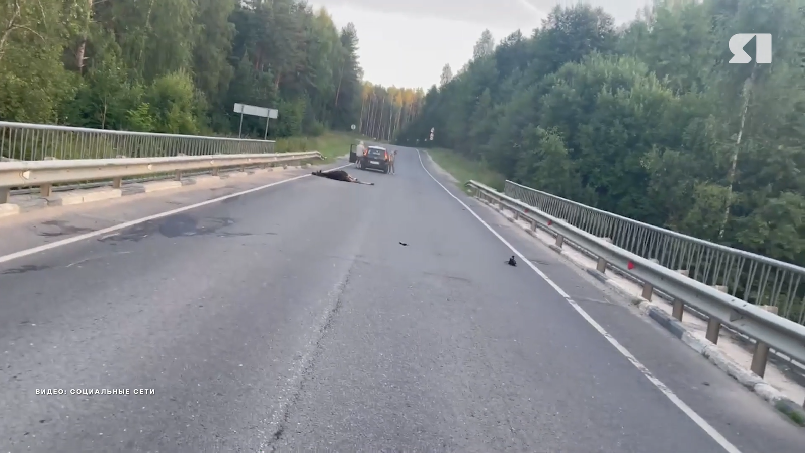 С начала года в Ярославской области случилось 16 аварий с животными на дорогах