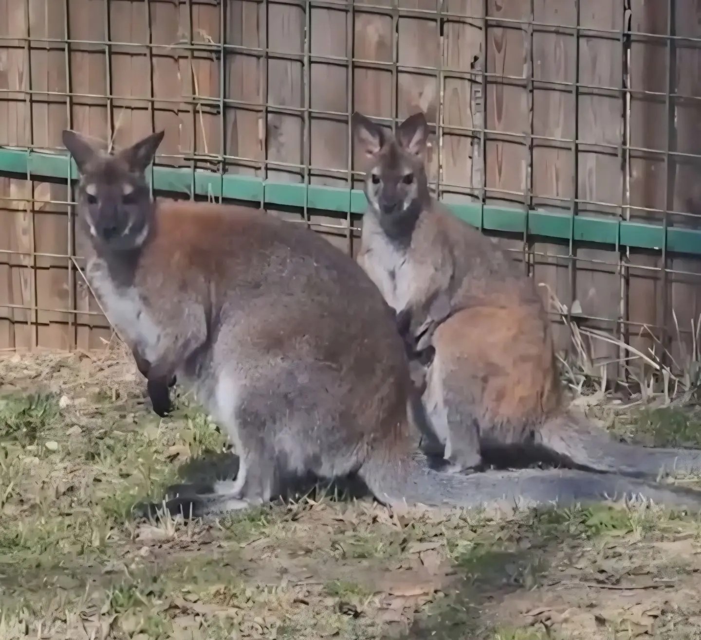 Переживший похищение кенгуренок Крош из Ярославского зоопарка обзавелся потомством