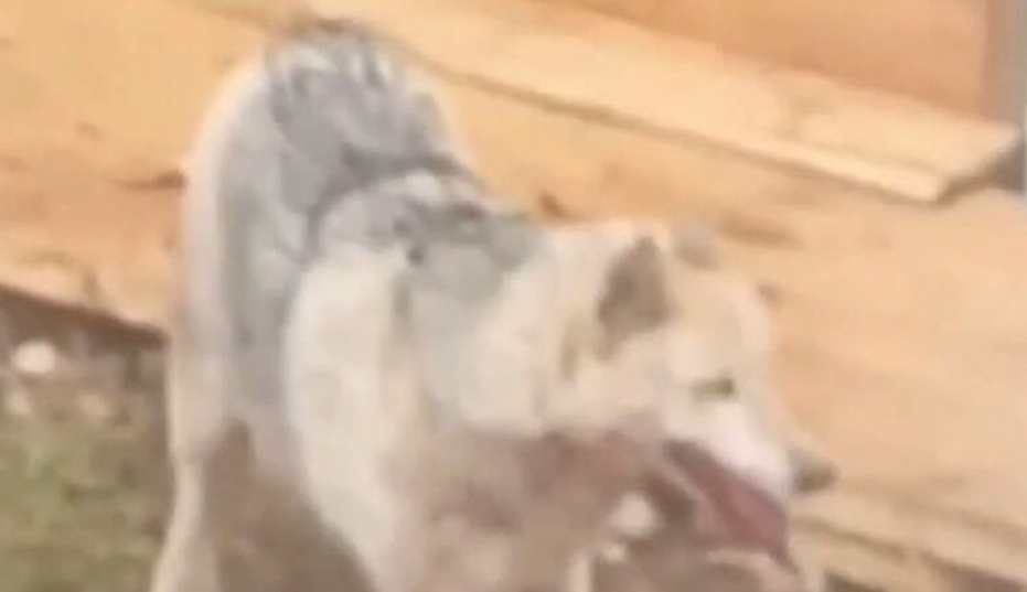 В Переславле-Залесском отсекли лапу собаке, попавшей в капкан