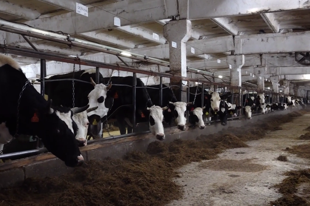 В Ярославской области появились мошенники-ветеринары