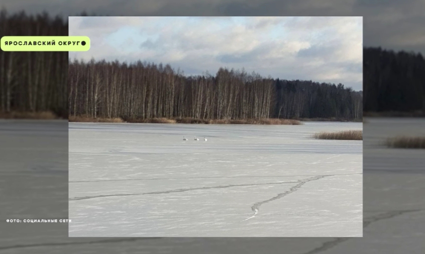 Ярославцы потребовали спасти застрявших на Климовских карьерах лебедей