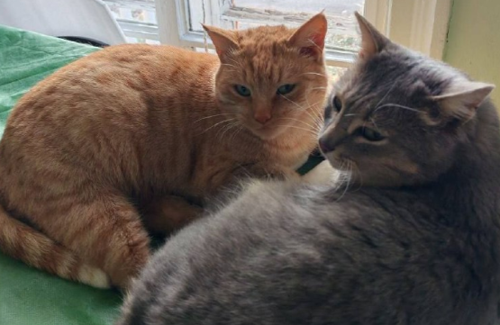 Разыскиваемый в Ярославской области кот Василий из Карабихи вернулся домой