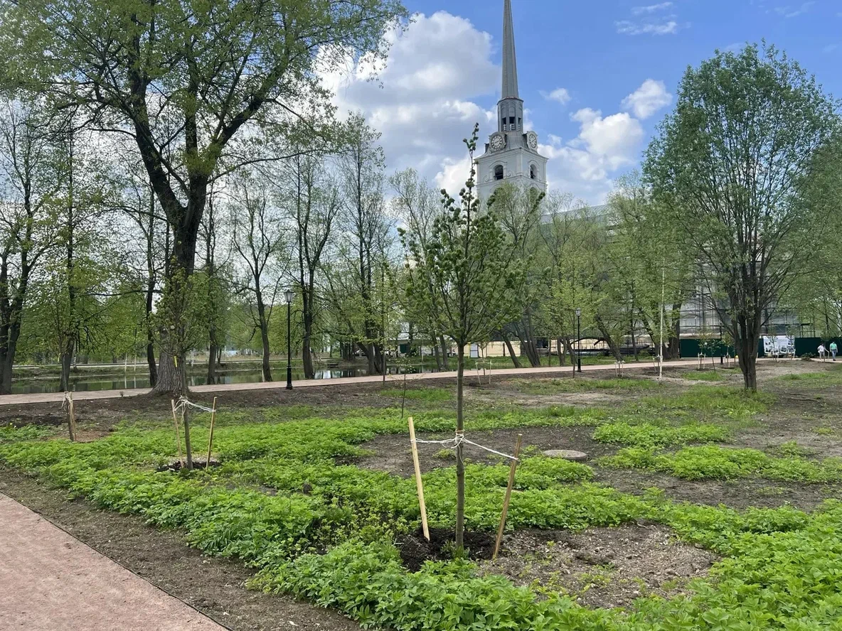 В Петропавловском парке Ярославля высадили дубы и липы в рамках восстановления исторического облика