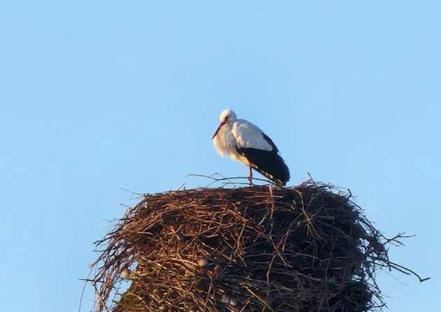 В Ярославскую область раньше срока прилетели первые аисты
