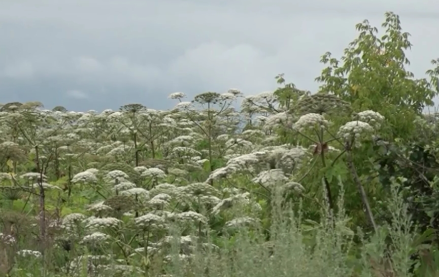 Ярославцам рассказали об увеличении штрафов за борщевик на участках