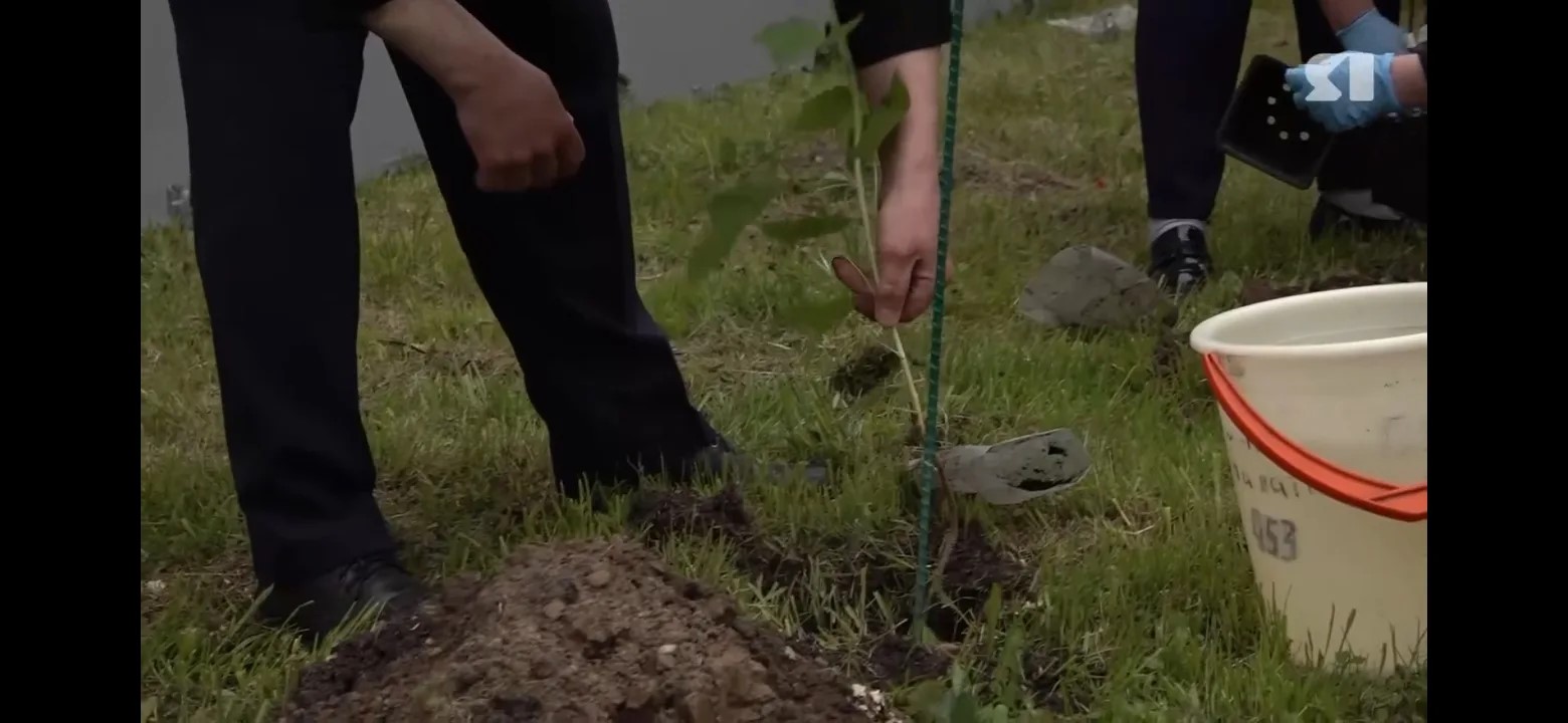 Около Центральной городской больницы в Ярославле высадили новые деревья в «Саду Победы»