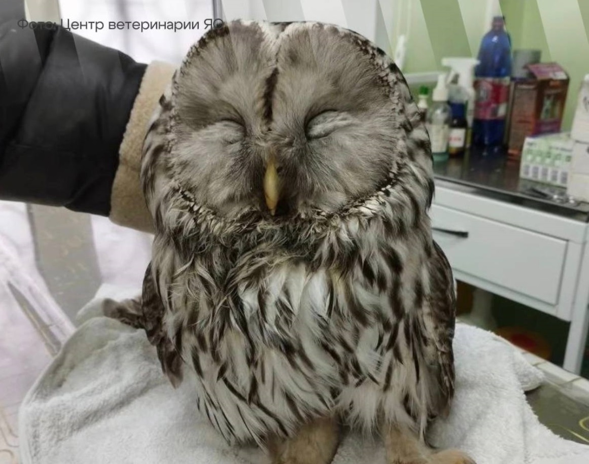 В Тутаеве неравнодушные люди спасли малыша-совёнка, на которого напали вороны