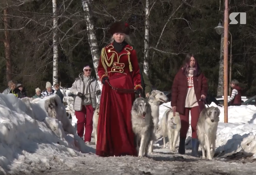 В Ярославской области выявляли лучших гончих собак