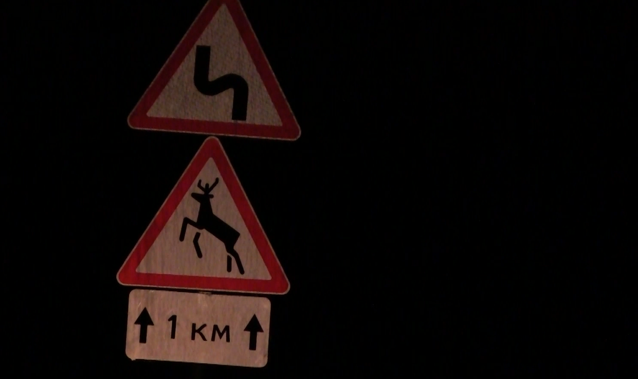 В Тутаевском округе трое человек убили четырех лосей